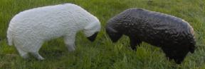 3D Sheep